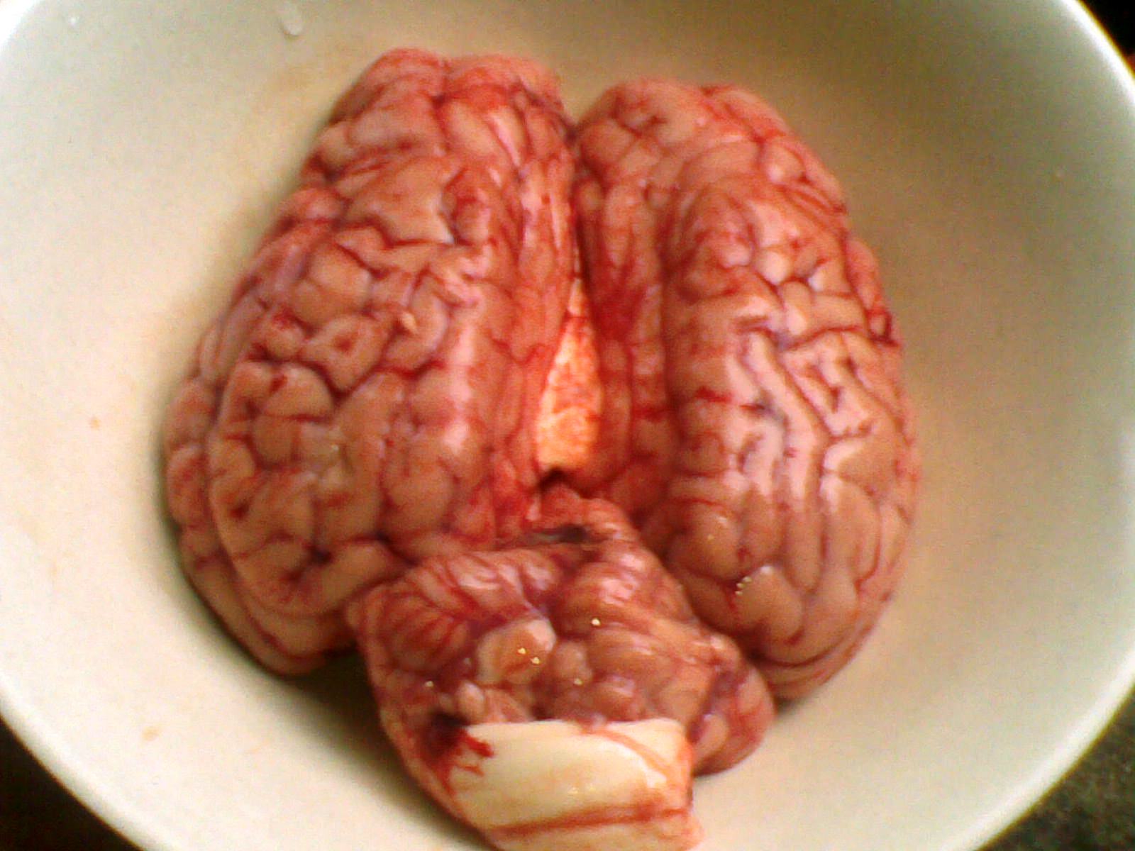 Image result for otak manusia asli