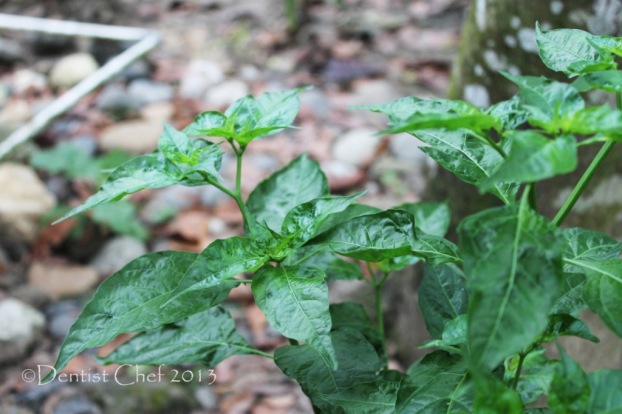 chilli pepper leaf leaves