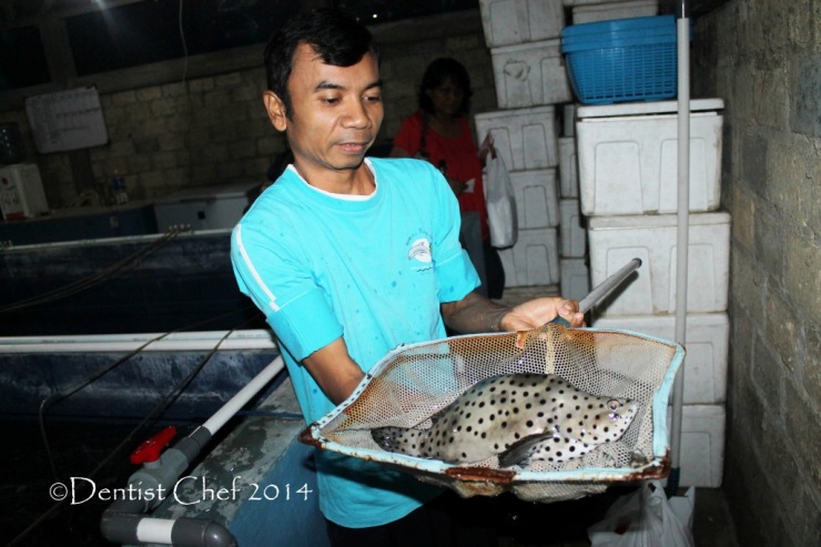 ikan kerapu bebek kerapu tikus mouse grouper indonesia humpback grouper fish