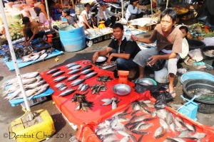 freshwater fish musi river south sumatra ikan sungai musi palembang agya